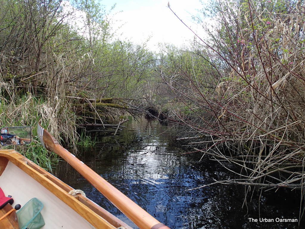 The Urban Oarsman returns to Still Creek